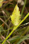 Blueflower eryngo